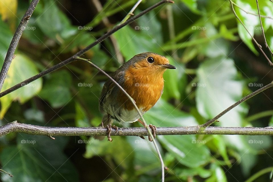 Robin 