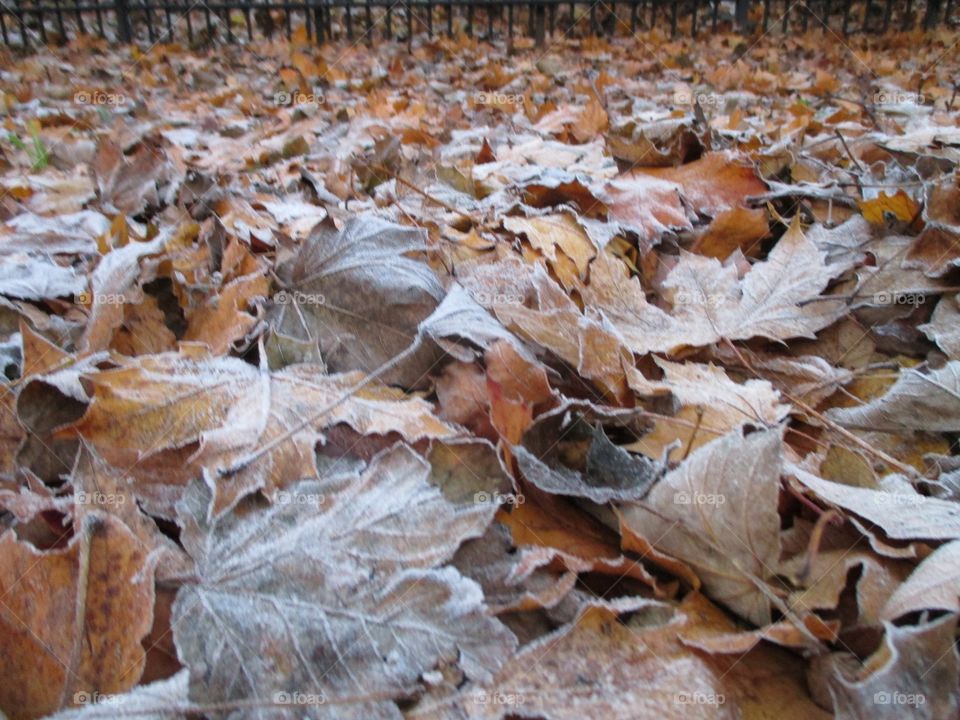 Frozen icy leaves 