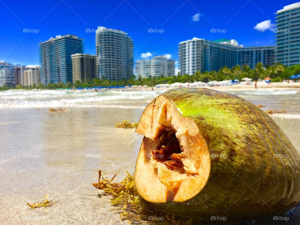 Coconut on miami beach