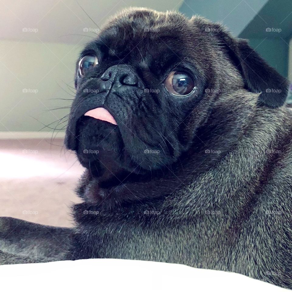 Big eyes and tongue out black pug