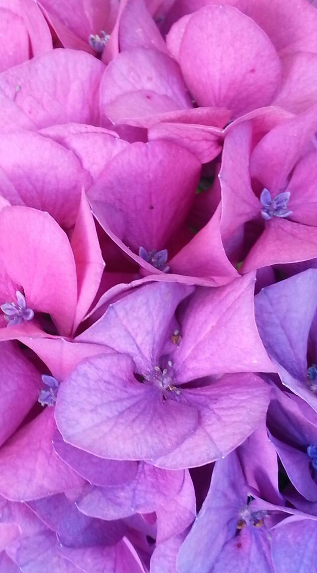 hydrangea