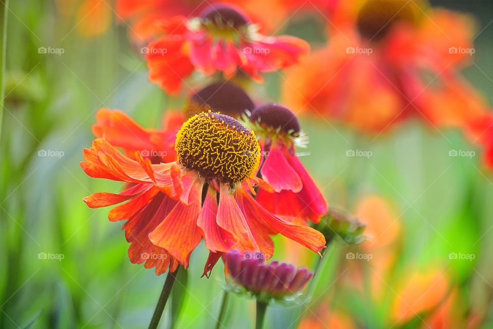 Summer flowers. Beautiful summer flowers