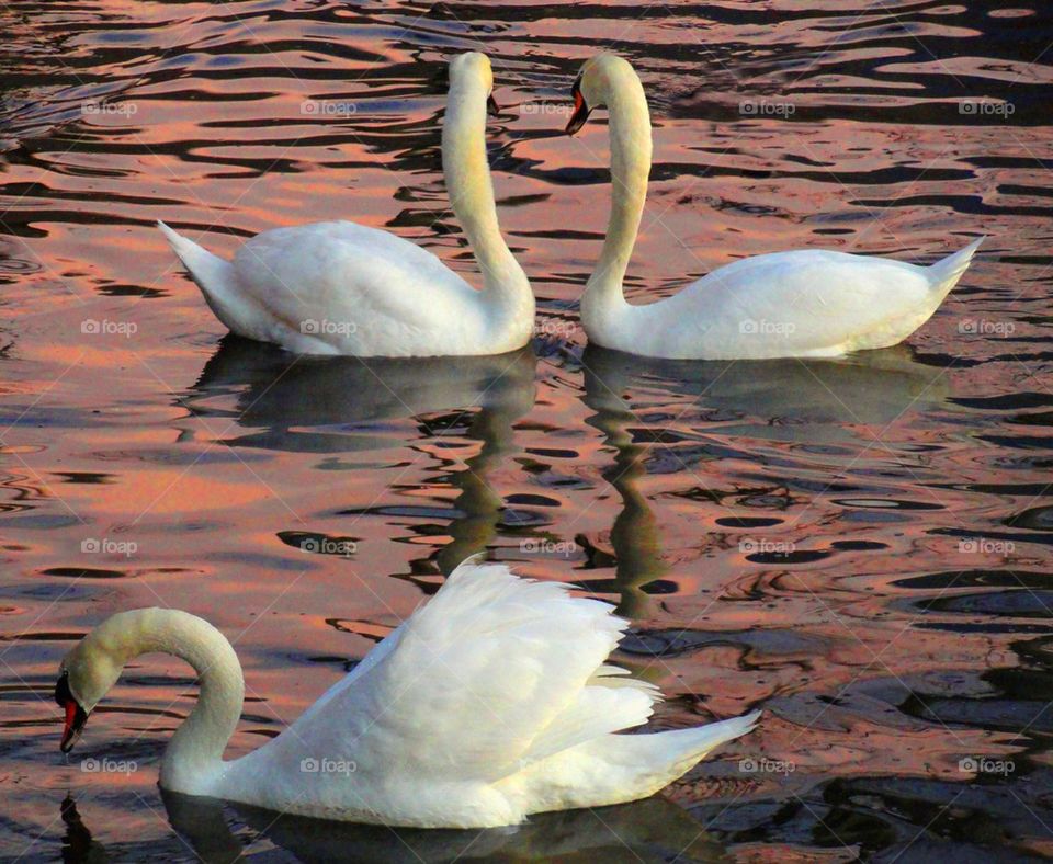 Swans at dusk