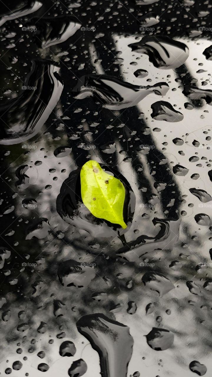 Small yellow leaf under