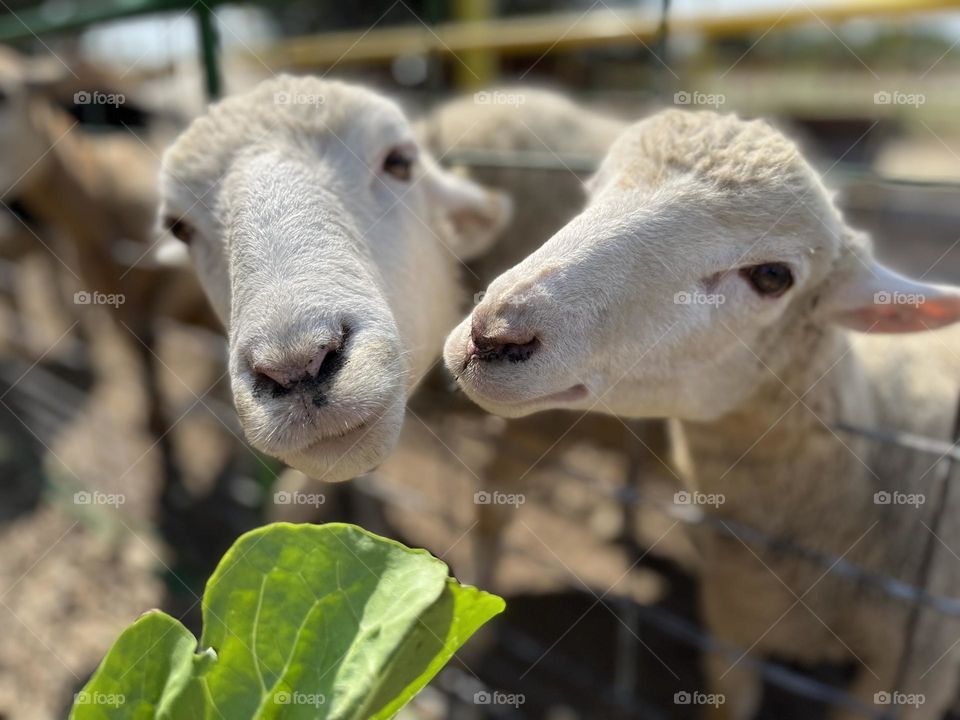Photo of the Year - Animals