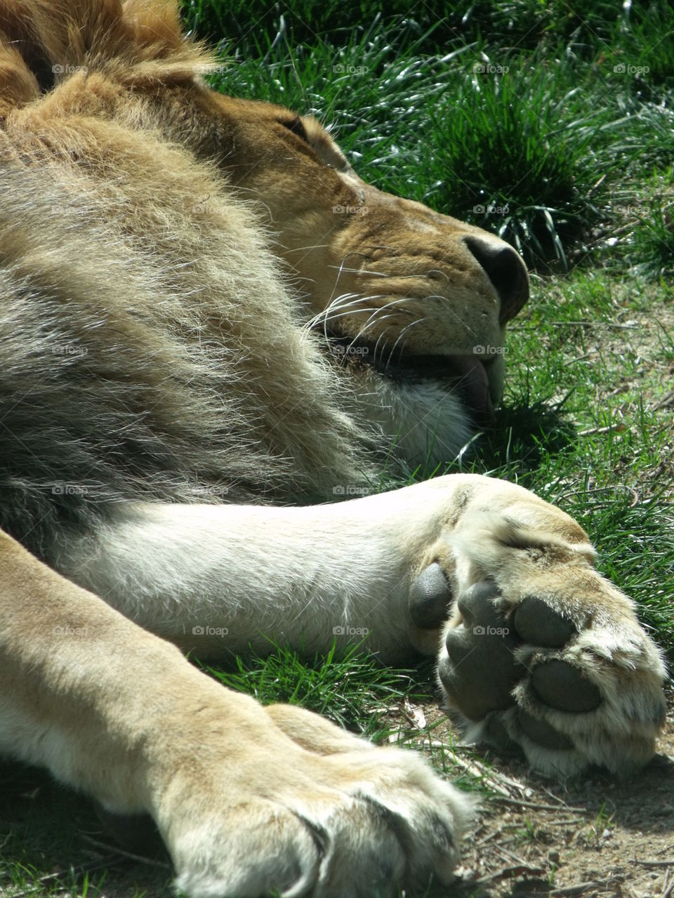 sleeping lion 