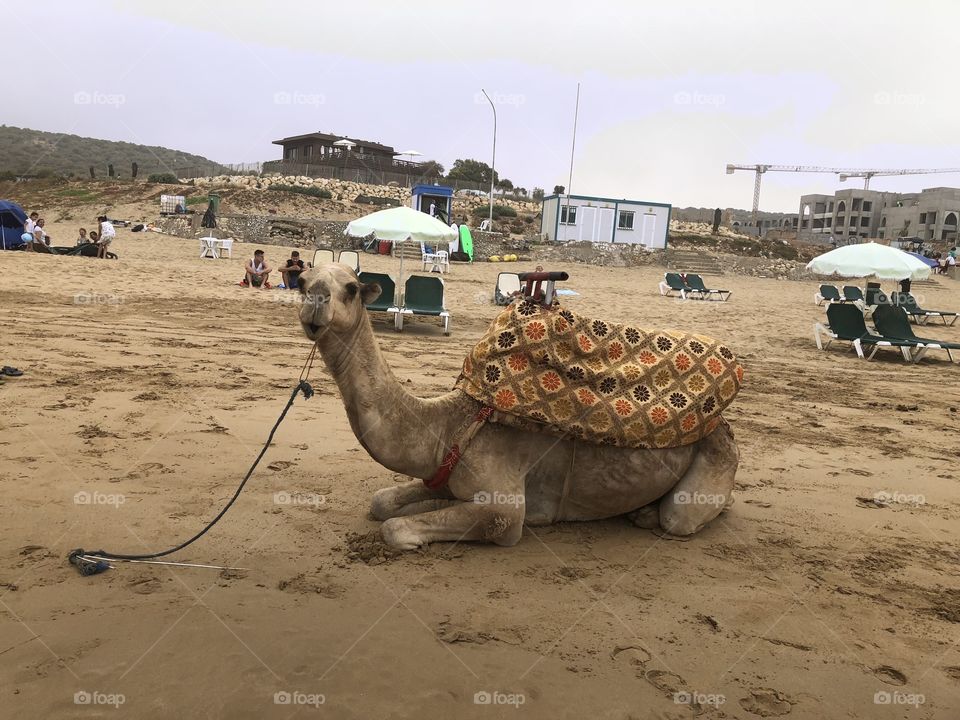 Beach camel in Taghazout, Morocco 