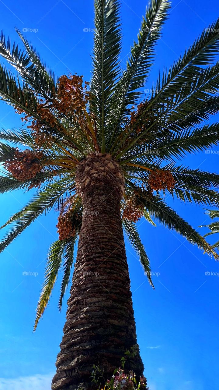 Palm tree