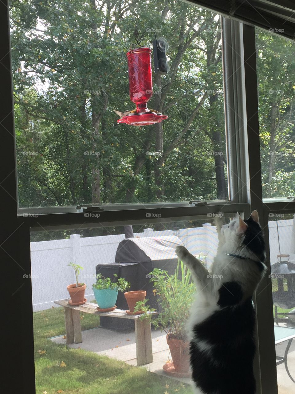 Cat vs. hummingbird 