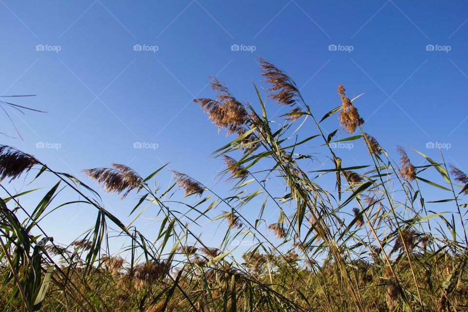 Breezey grass