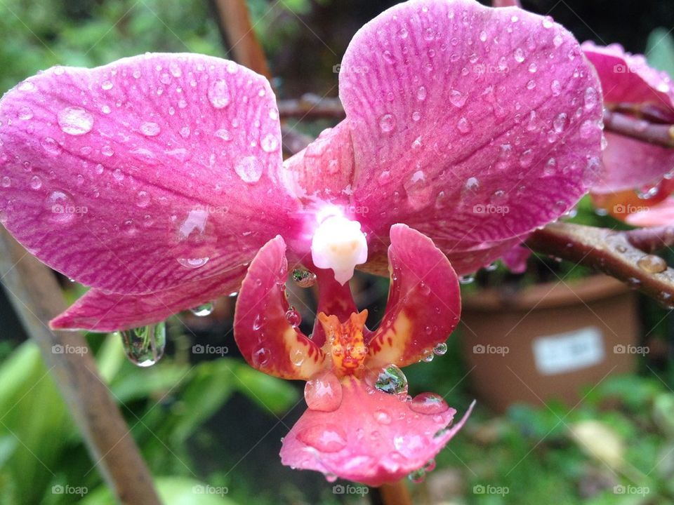 Orchid droplets