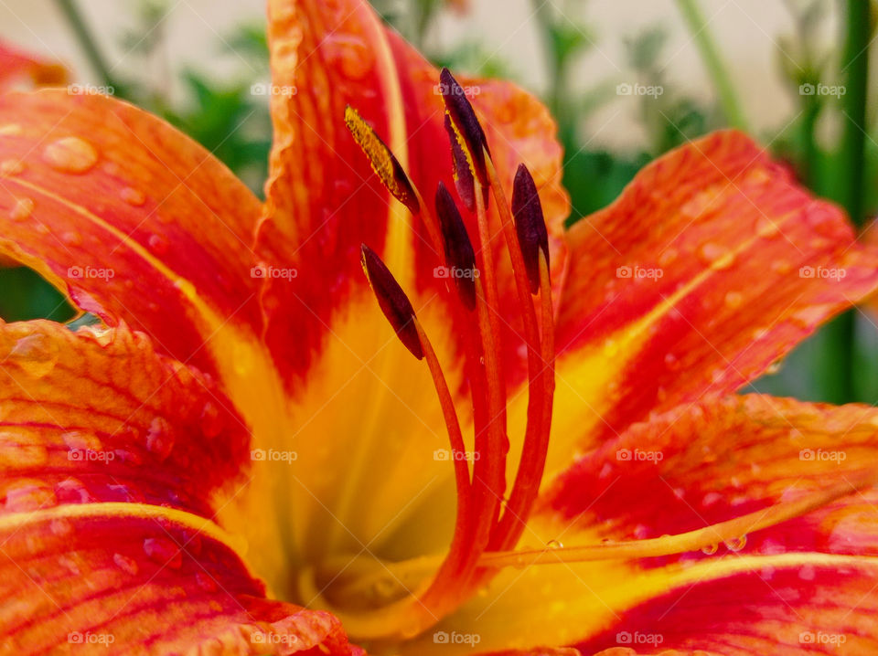 Daylily is brown-yellow after the rain.