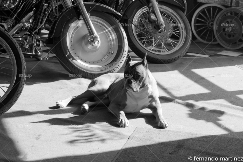 boxer dog relaxing in the sunshine by camcrazy