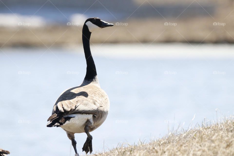 canada goose