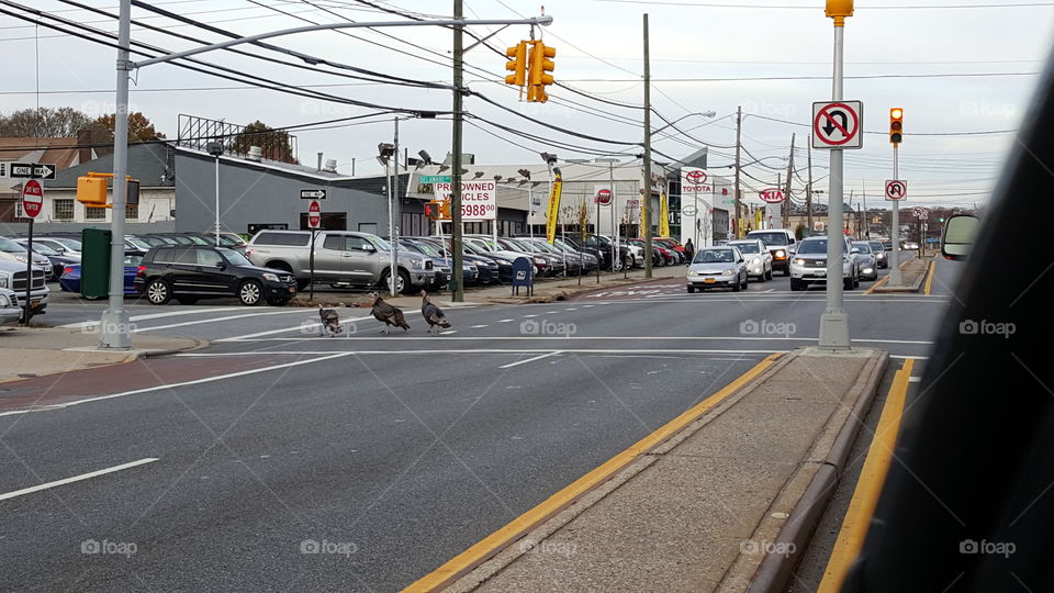 Staten Island Turkeys