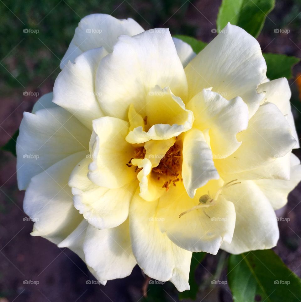 🕷
Tem um #inseto por aí? 
Sim, a dona #Aranha quis sair na #foto também...

🌼
#Flores do nosso #jardim, para alegrar e embelezar nosso dia!
#Jardinagem é nosso #hobby.

🌹
#flor #flowers #flower #pétalas #garden #natureza #nature #flora 