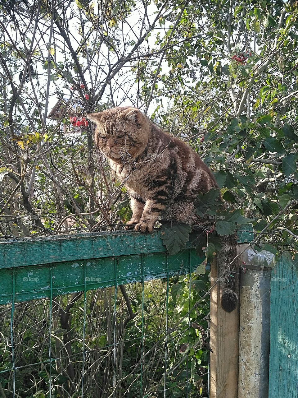 очень, сад, старый кот сидит на заборе , цветёт калина, солнечно