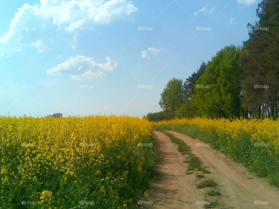 Landscape, No Person, Field, Flower, Nature