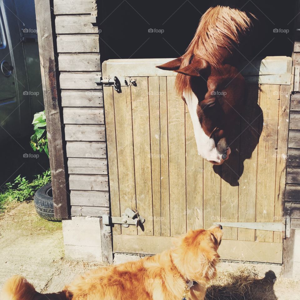 Dog meets horse. A day in the country 