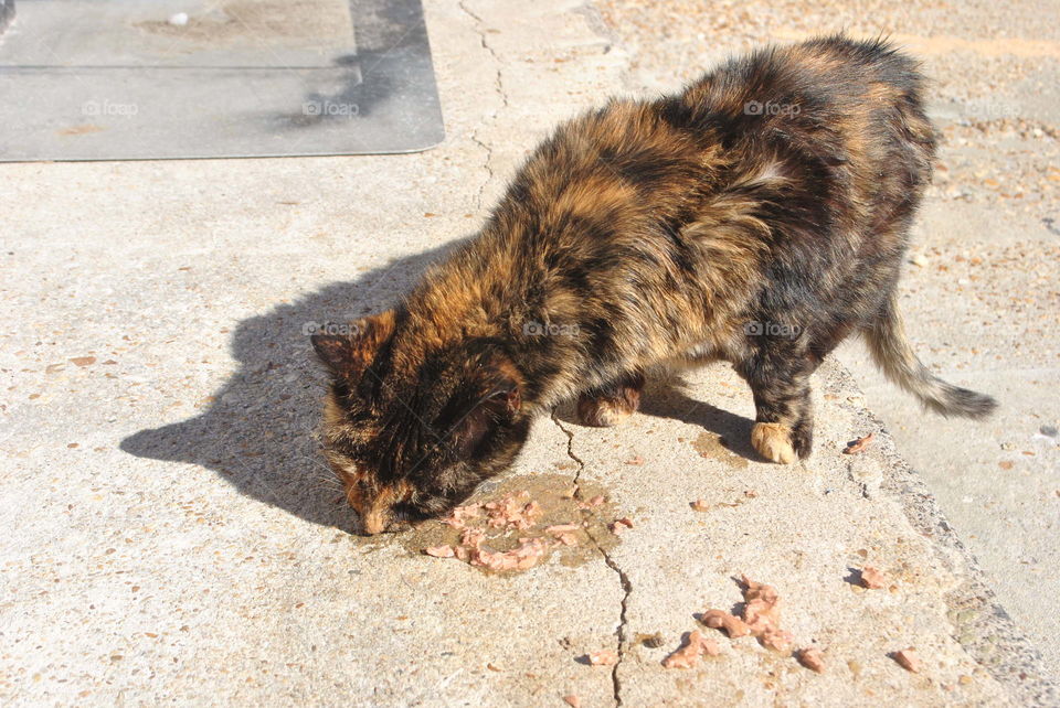 A cat eating cat food