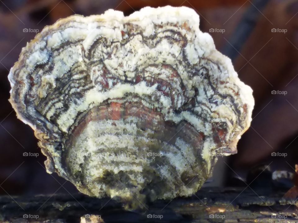 Coral fungi fungus macro photography close up