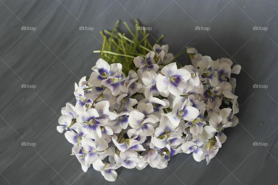 Bouquet of white violets on a gray background 