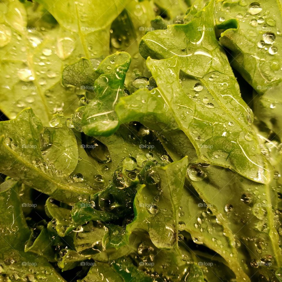 Closeup details and texture of water droplets on leafy green vegetables at the market