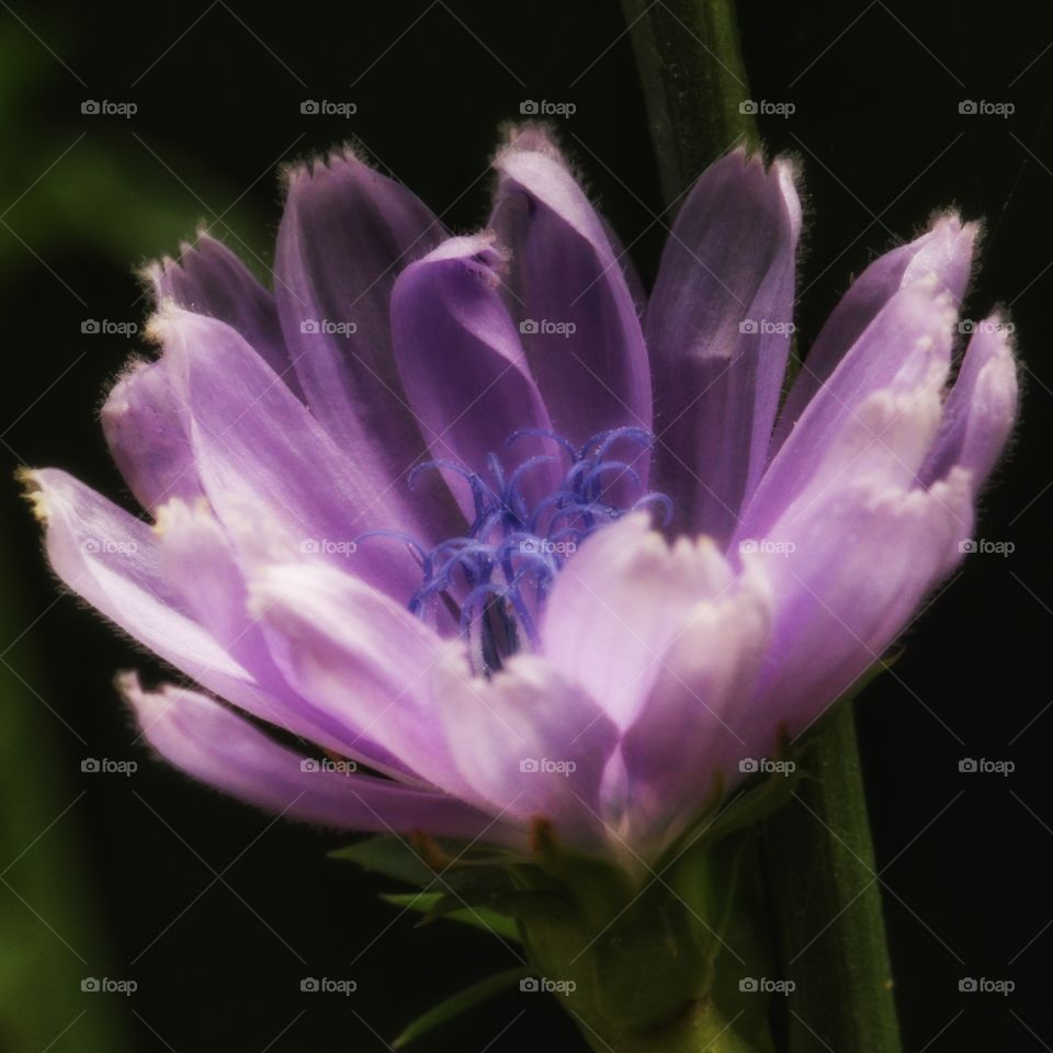 Wildflowers on a summer day