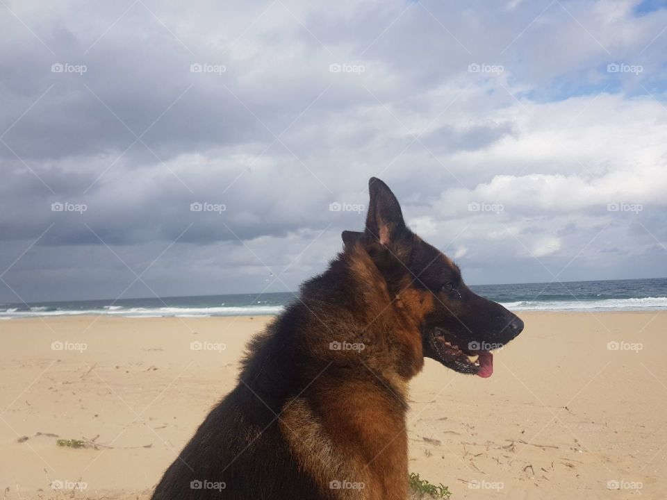 German Shepherd beach days