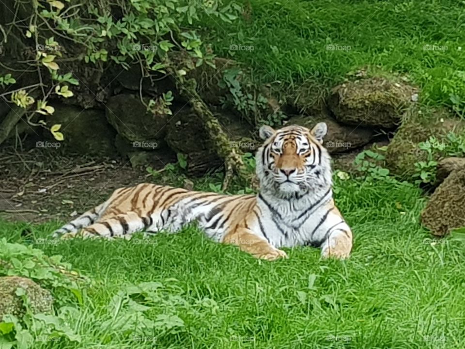 Tiger at Banham zoo