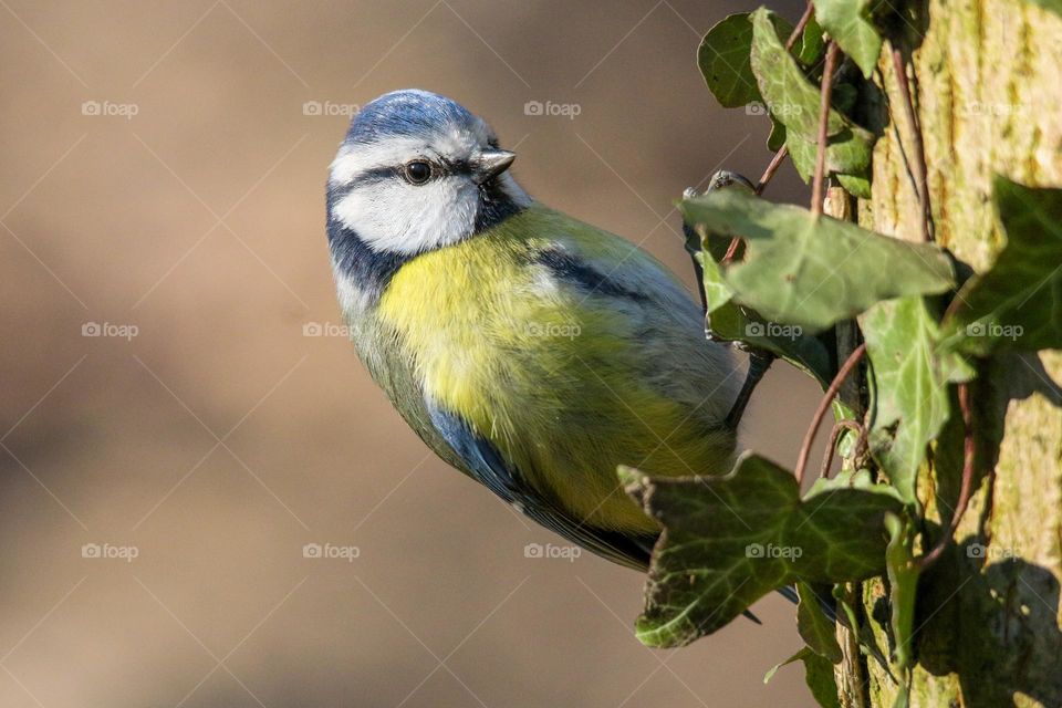 Close up of a bluetit on tree