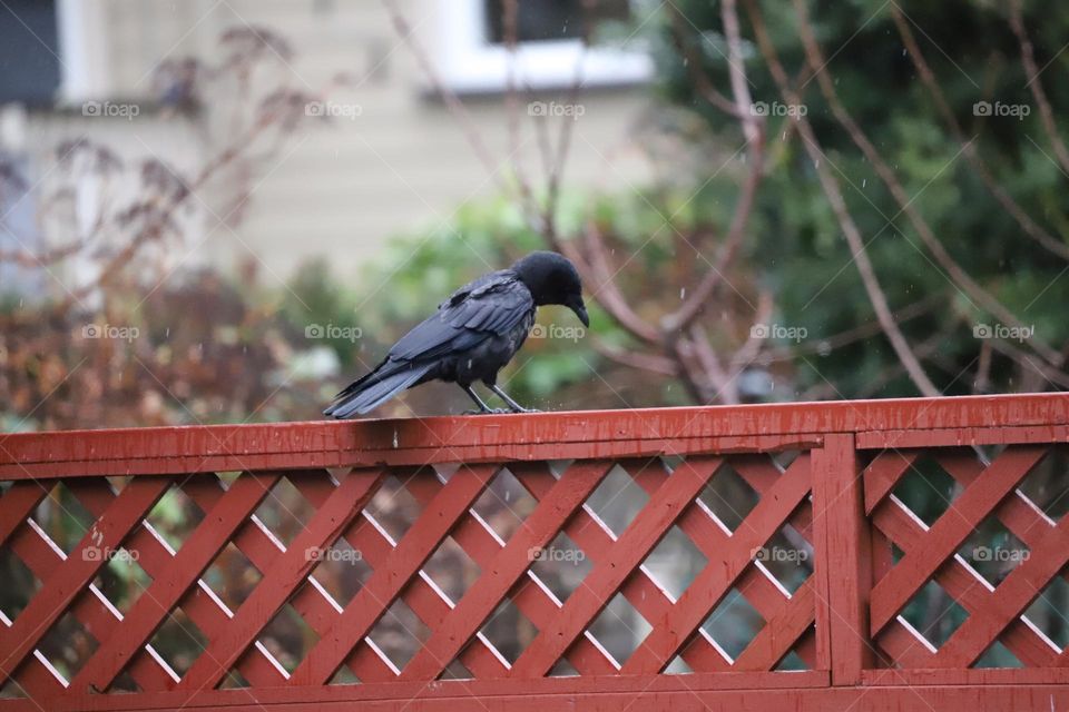 Crow on a gate door 