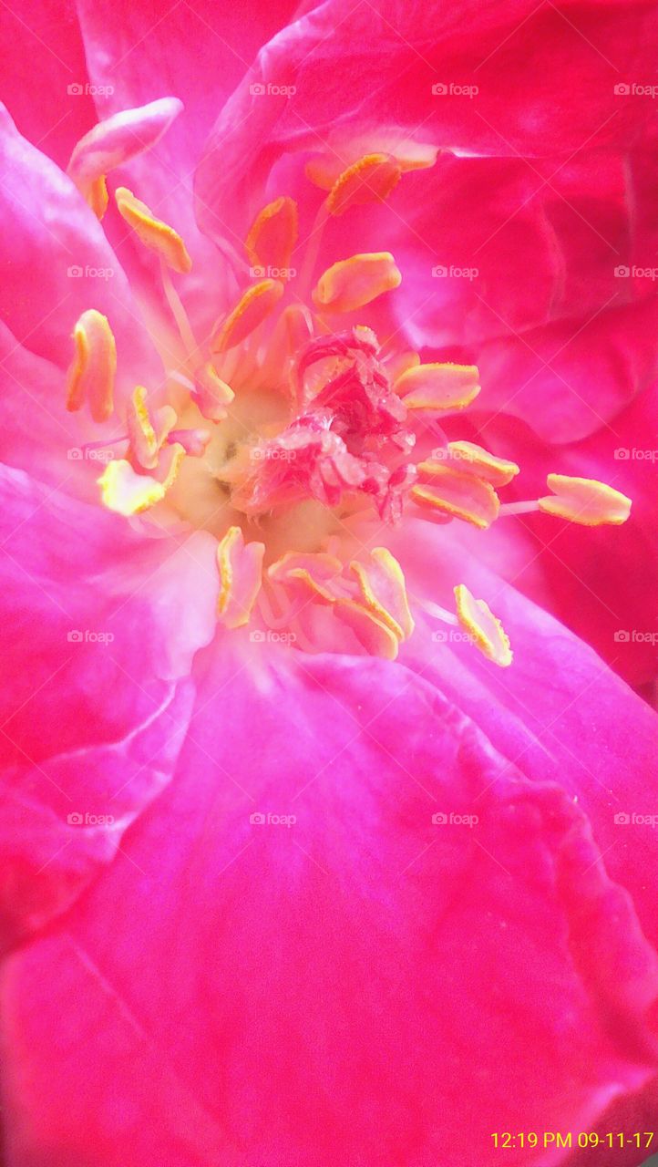 Macro focused rose flower