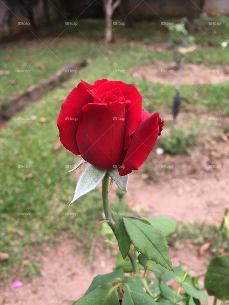 🌹 🇺🇸 Very beautiful flowers to brighten our day.  Live nature and its beauty. Did you like the delicate petals? / 🇧🇷 Flores muito bonitas para alegrar nosso dia. Viva a natureza e sua beleza. Gostaram das pétalas delicadas? 