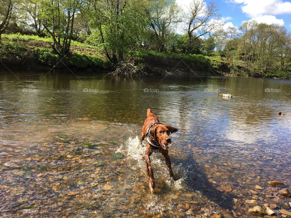 Second photo of a set of three ... taken during lockdown April 2020 ... happy dog ... blissfully unaware of Covid-19 restrictions 