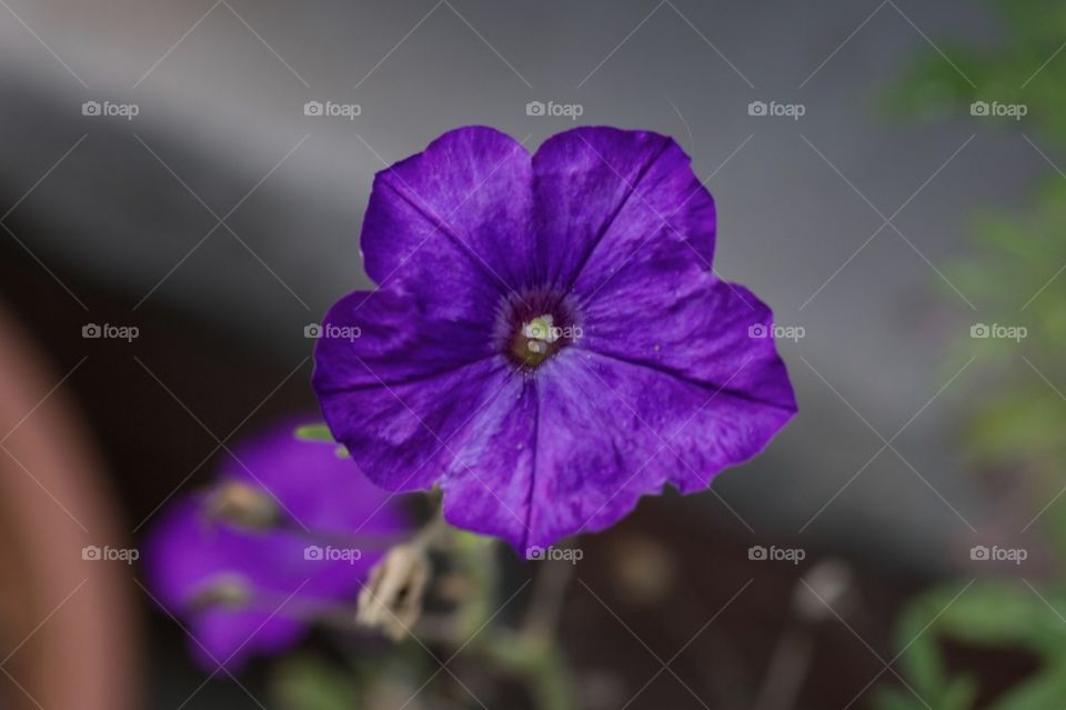 Purple Petunia