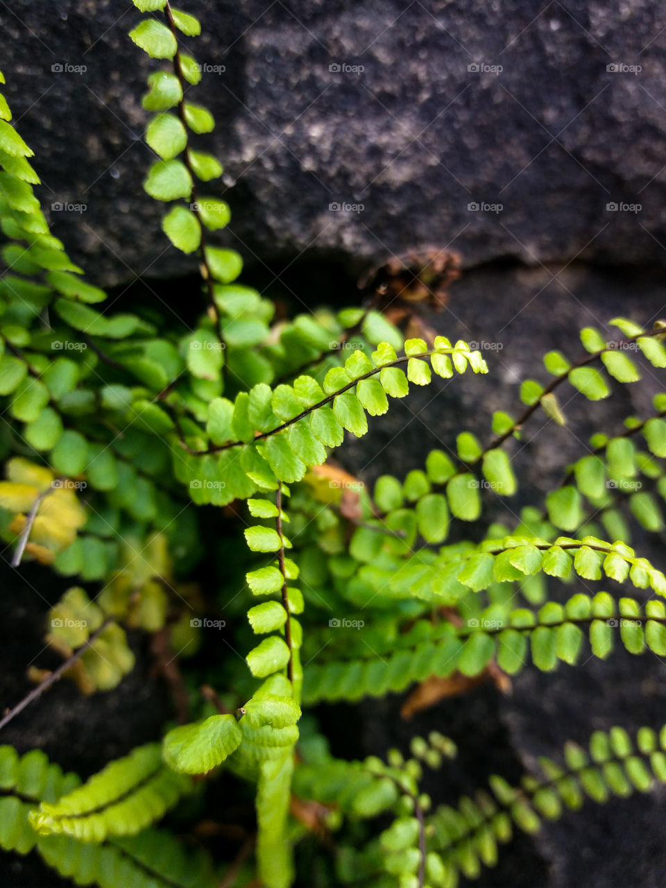 city wall fern