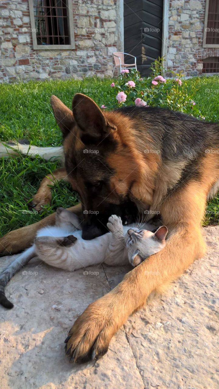 Iago and Viola: affections.