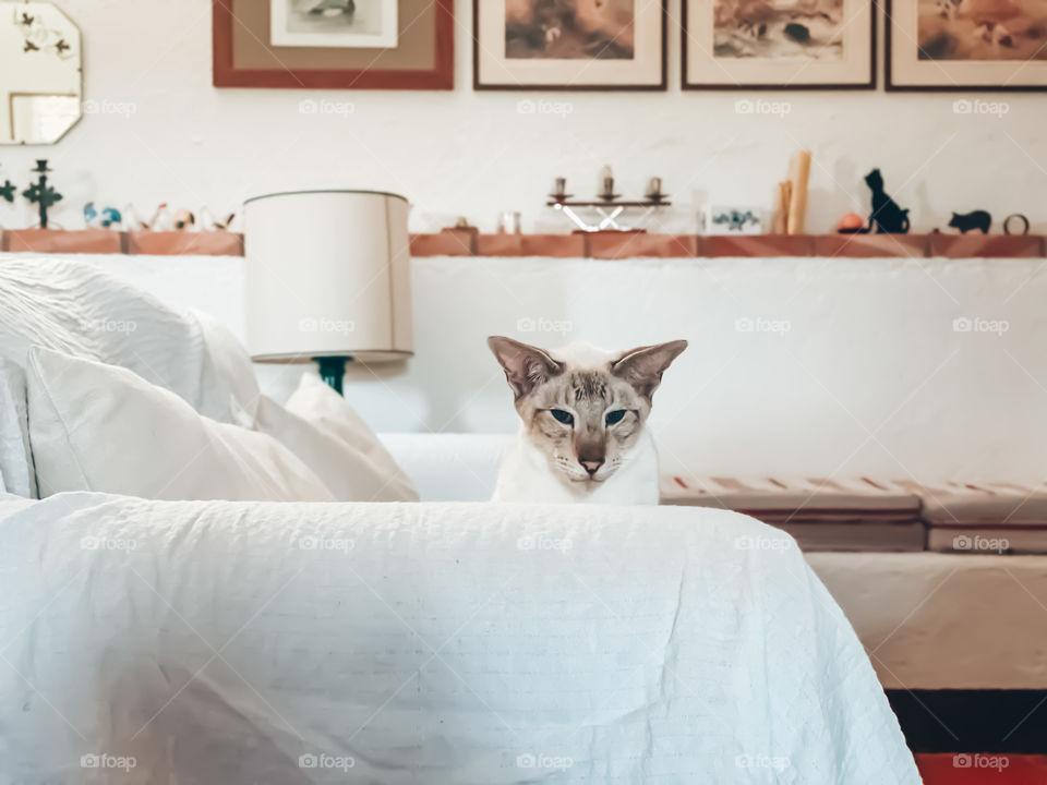 White cat on the bed