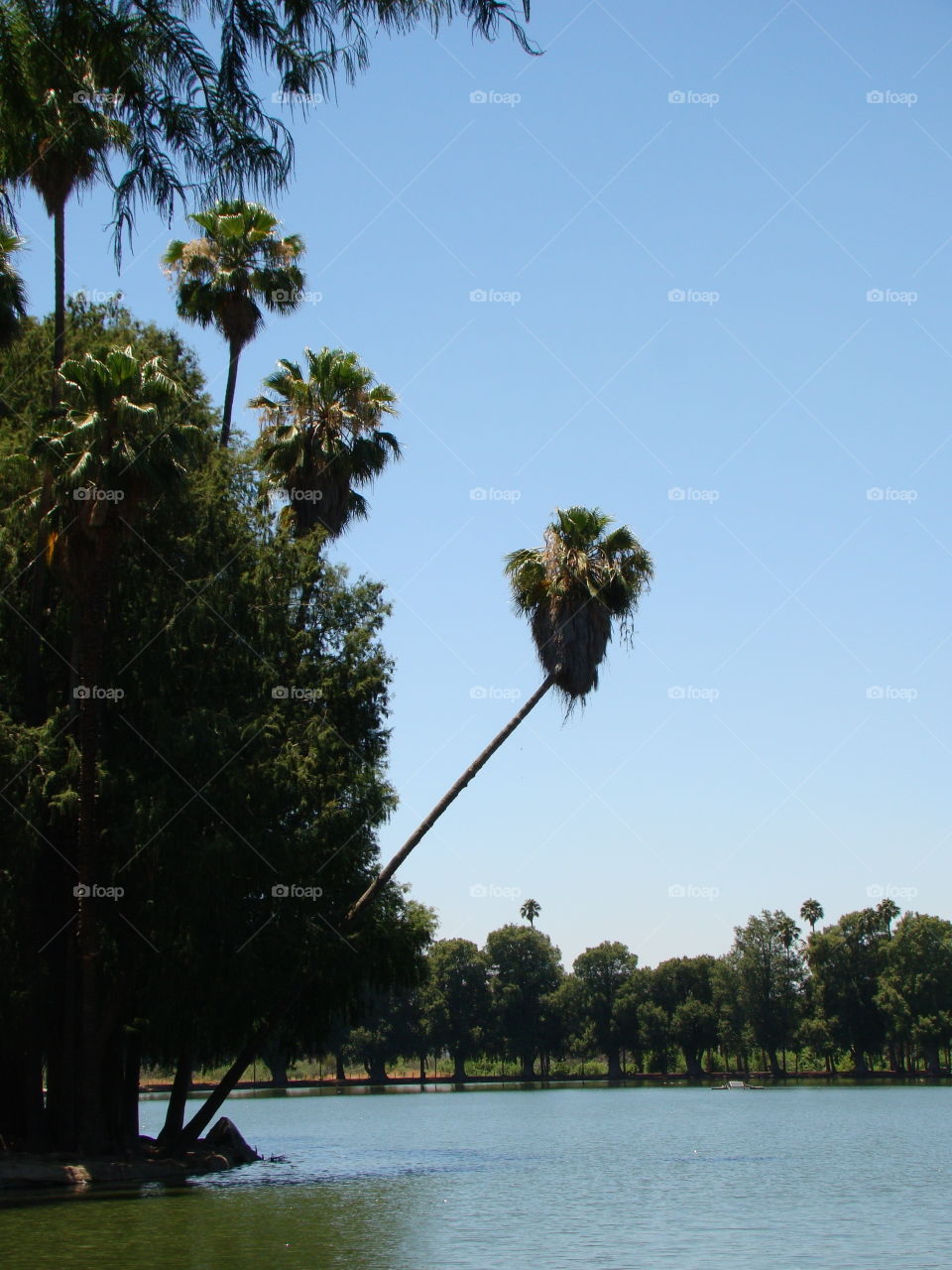 Palm tree by the water