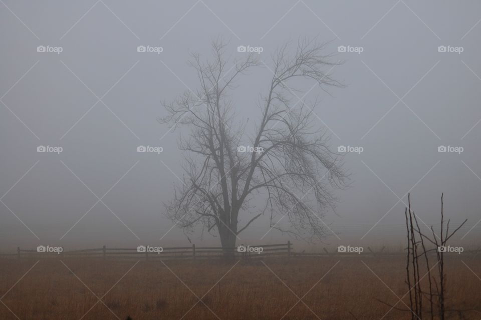 A tree alone in the fog
