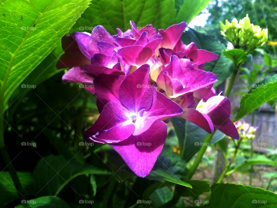 Rhododendrons 