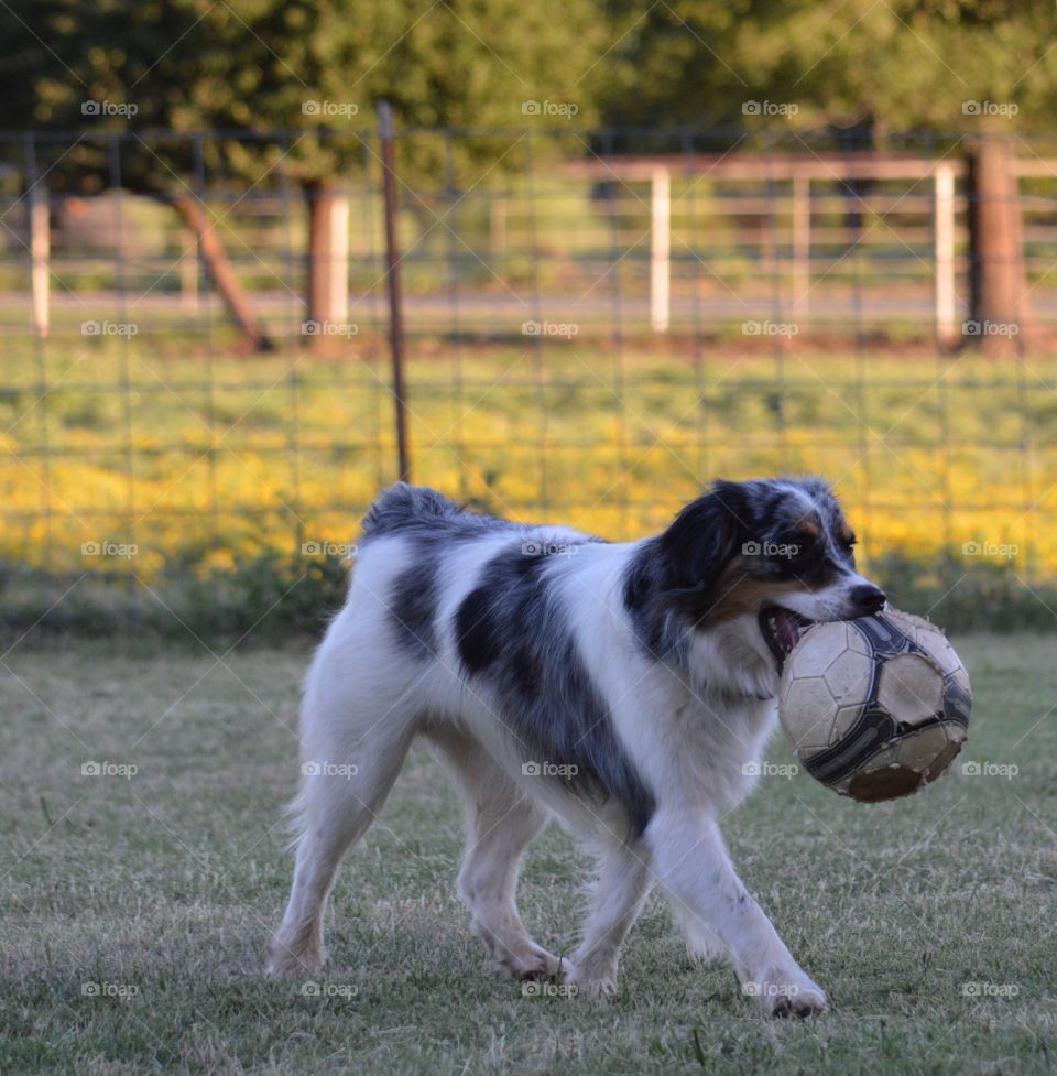 Miniature Australian Shepherd and his soccer ball. 