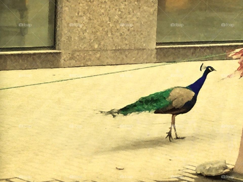 Peacock 