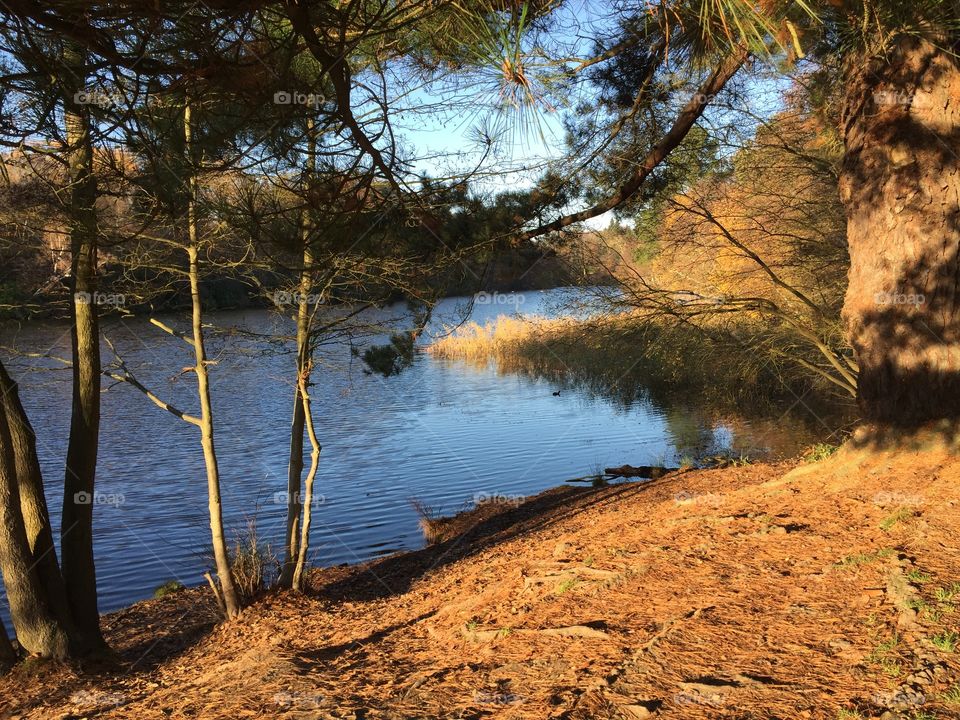 Trees and lake in the fall