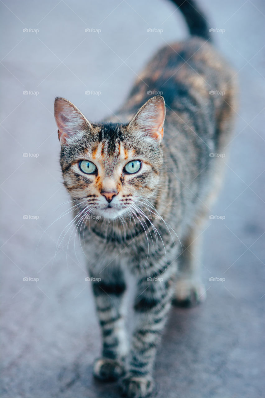 Tabby Tom Cat with Green Eyes Walking 2