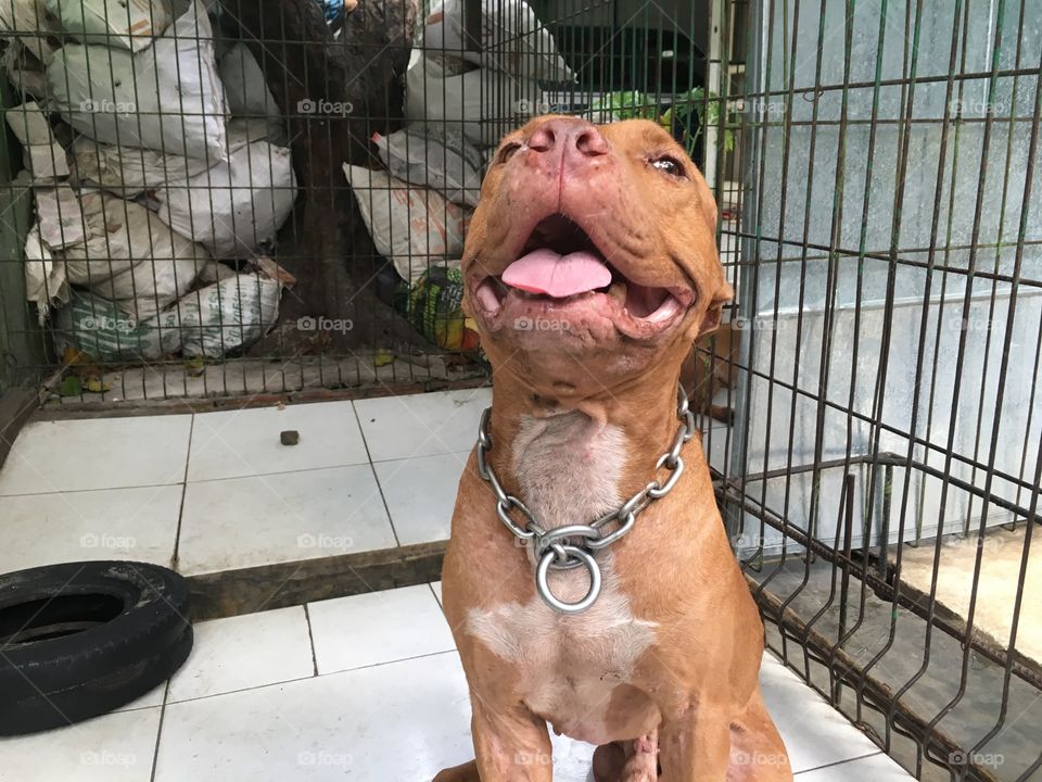 Apple the wide smiling American Pit Bull Terrier