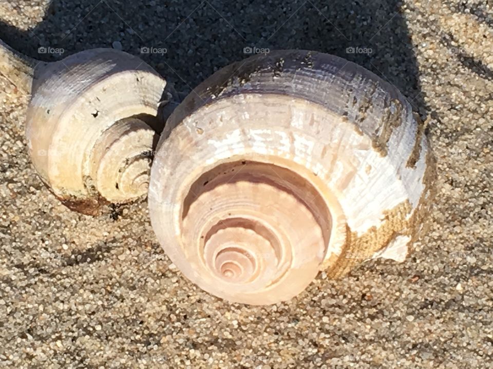 Beautiful seashells with natural warm colors found on the beach.