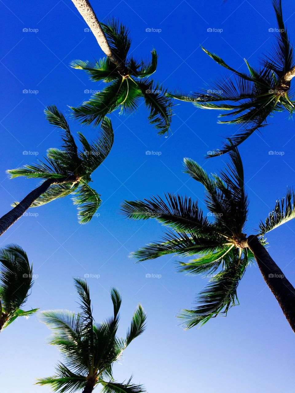 Hawaiian Palm Trees and Sky
