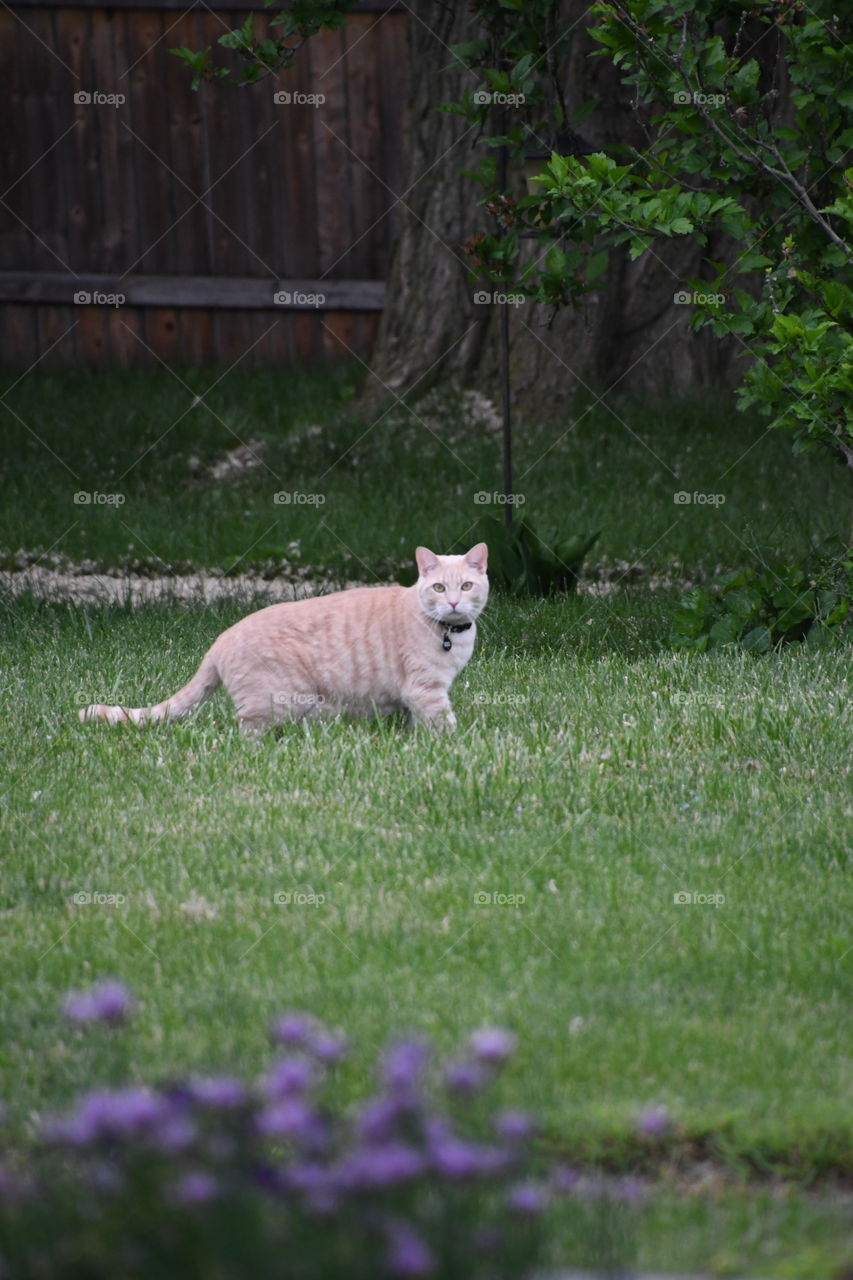 cat in grass vertical